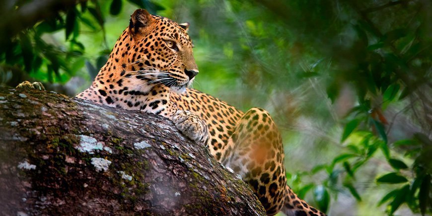 Leopard gömmer sig i vildmarken i nationalparken Yala i Sri Lanka 