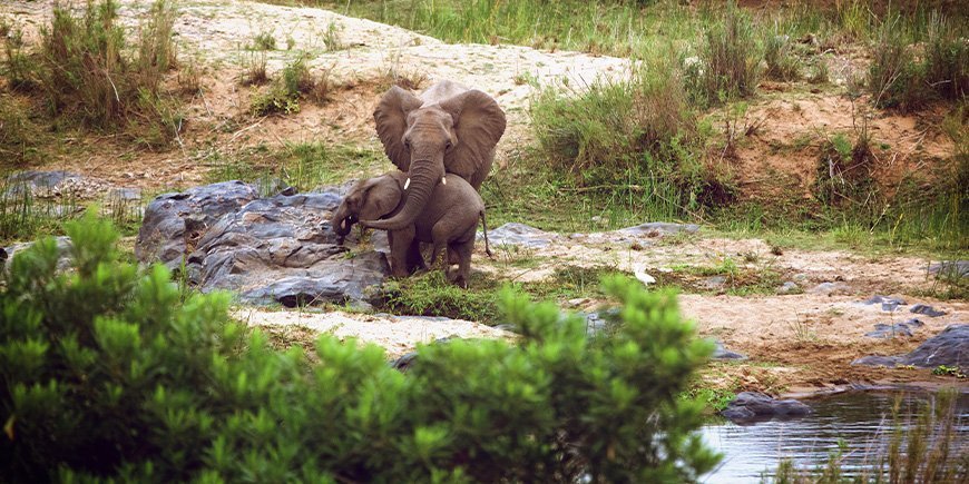 Två elefanter står vid ett vattenhål under torrperioden i Kruger National Park