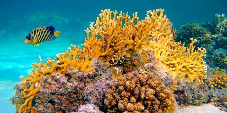 Gula fiskar och korallrev under vattnet på Zanzibar