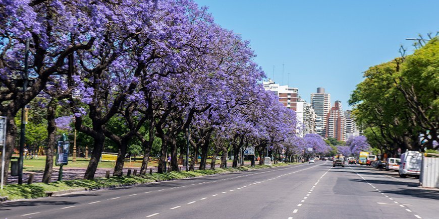 Jacarandaträd i blom i Buenos Aires, Argentina