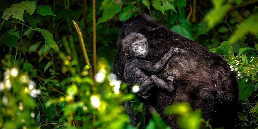 Bergsgorilla med unge i Bwindi, Uganda