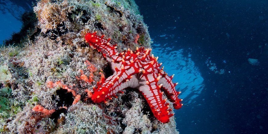Sjöstjärna under vattnet på Zanzibar