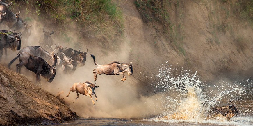 Gnuer hoppar över Marafloden i Kenya