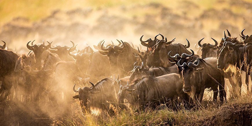 Gnuvandring på Marafloden i Kenya