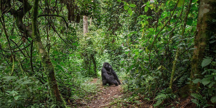 Gorilla står på stigen i Bwindi, Uganda