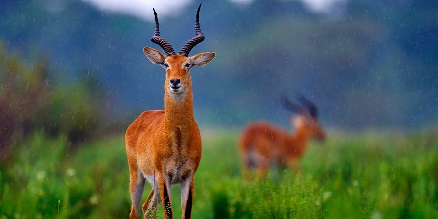 Antilop i regnet i Queen Elizabeth National Park, Uganda