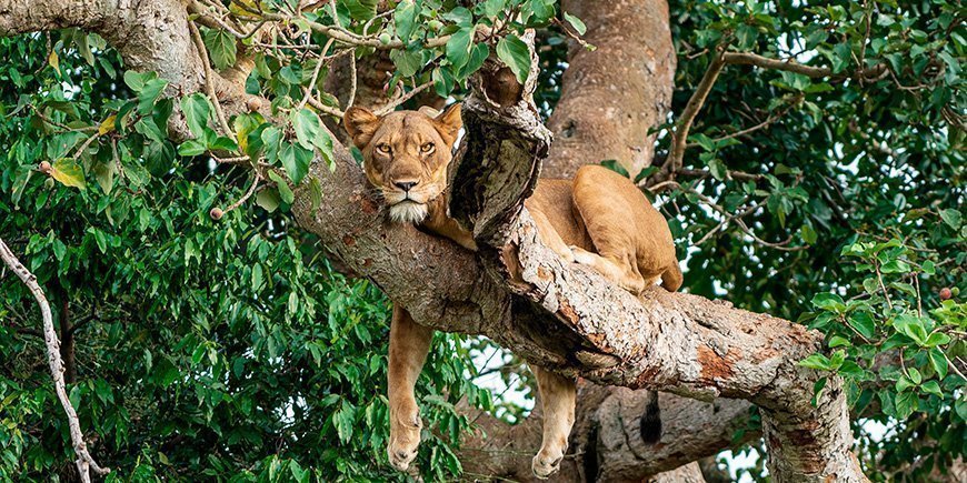 Trädklättrande lejon i Ishasha nationalpark, Uganda