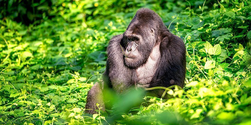 Gorillahanne i nationalparken Bwindi i Uganda