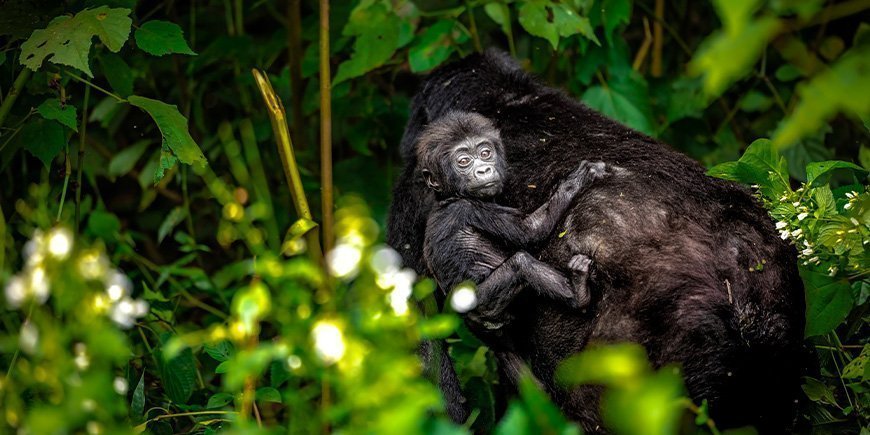 Bergsgorilla med unge på ryggen i Bwindi, Uganda