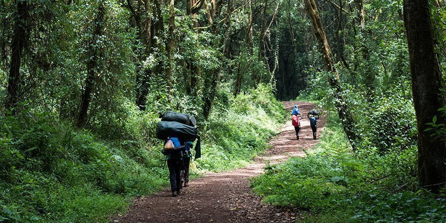 Porter går i regnskogen på väg till Kilimanjaro