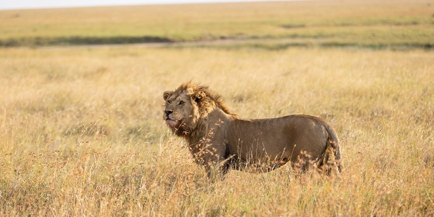 Lejonhanne på savannen i Serengeti nationalpark