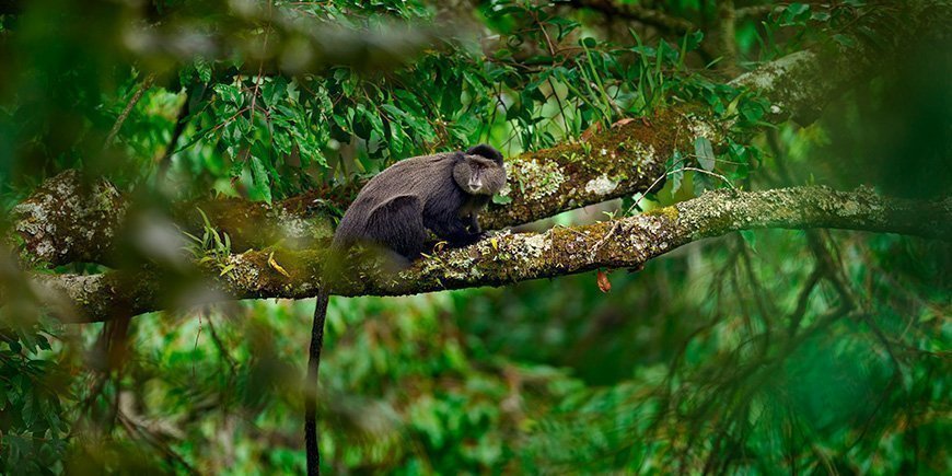 Blåapa sitter i ett träd i Bwindi i Uganda.