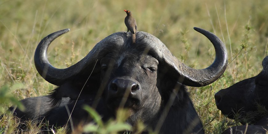 Buffel med fågel på huvudet
