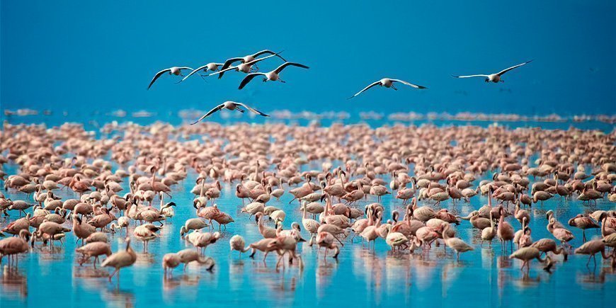 Flamingos i Lake Manyara