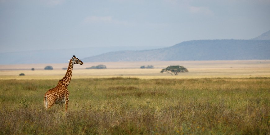Giraff går på savannen
