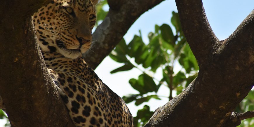 Leopard slappnar av i ett träd i Serengeti