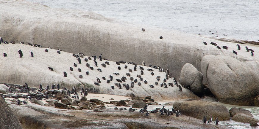 Pingvinkoloni vid Boulders Beach nära Kapstaden
