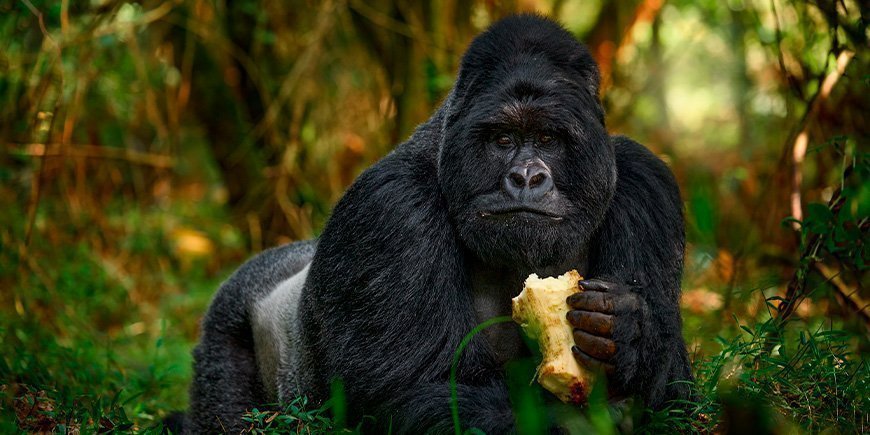 Porträtt av gorilla i Bwindi Impenetrable nationalpark i Uganda.