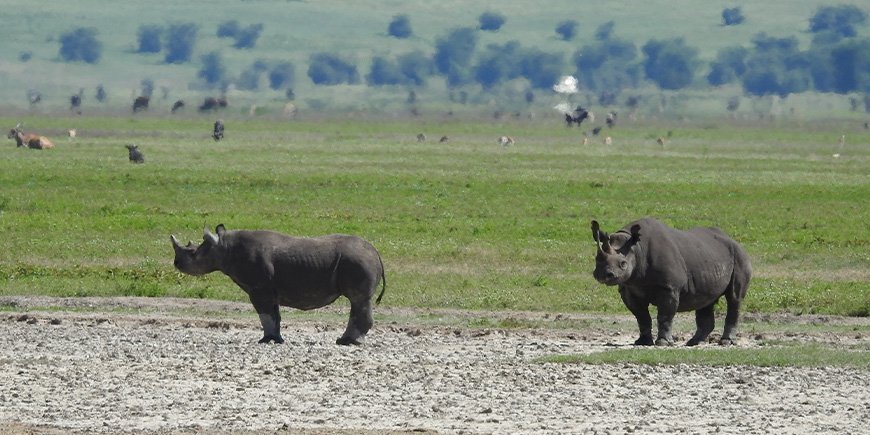 2 noshörningar står i Ngorongorokratern