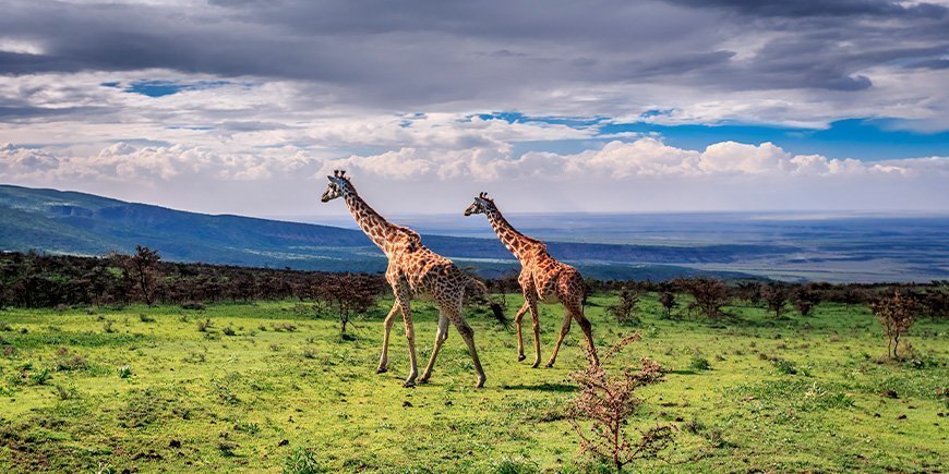 2 giraffer går i gräset i Serengeti, Tanzania
