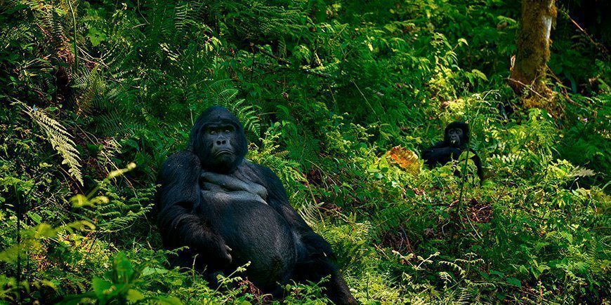 Två gorillor ser rakt in i kameran i Bwindi Impenetrable nationalpark i Uganda.