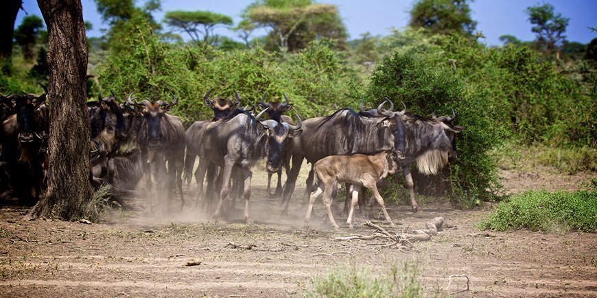 En flock gnuer i bushen