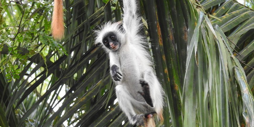 Röd colobusapa i skogen på Zanzibar