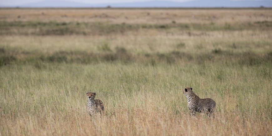 Geparder på savannen i Serengeti