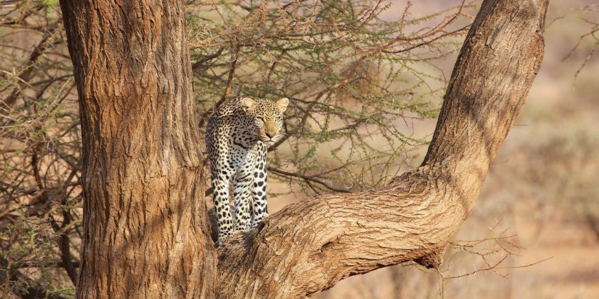 Leopard i ett träd i Samburu National Reserve i Kenya