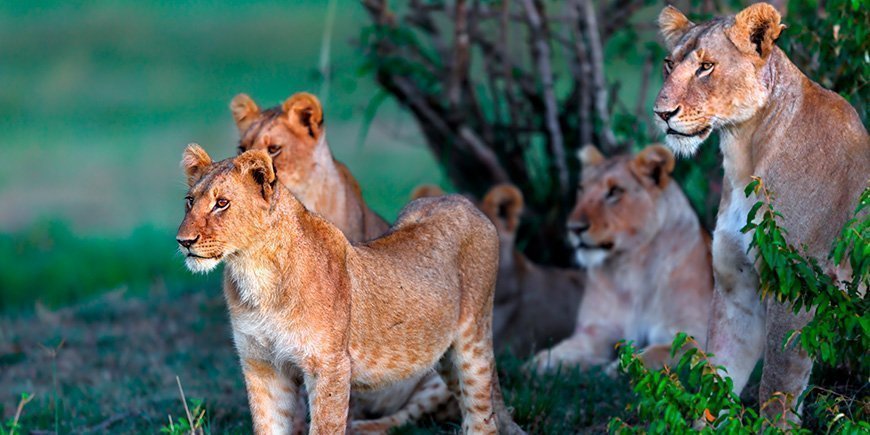 Lejon i gröna omgivningar i Masai Mara, Kenya.