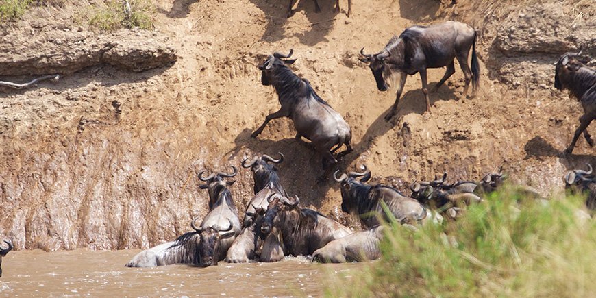 Gnuer försöker korsa Marafloden i Kenya