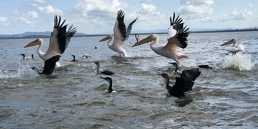 Pelikaner i vattnet i Naivashasjön