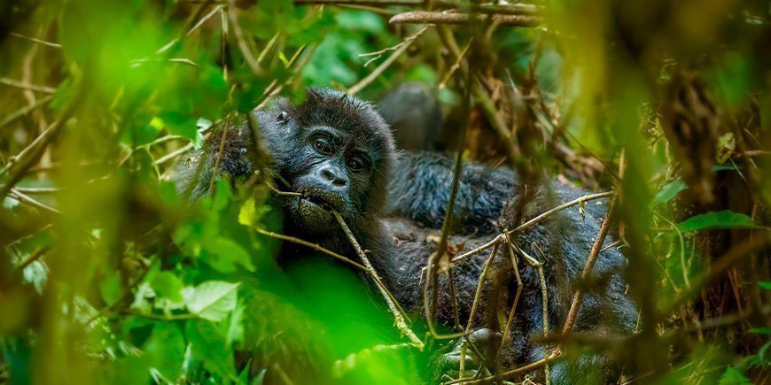 Porträtt av en bergsgorilla i Bwindi, Uganda