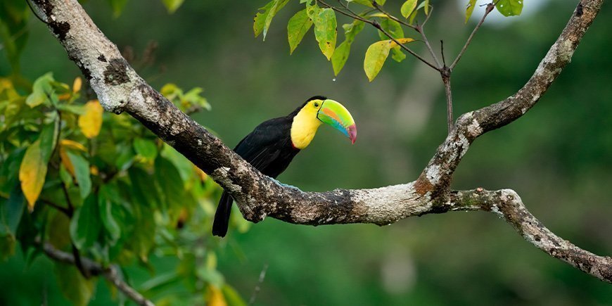 Tukan i trädtopparna i Costa Rica.