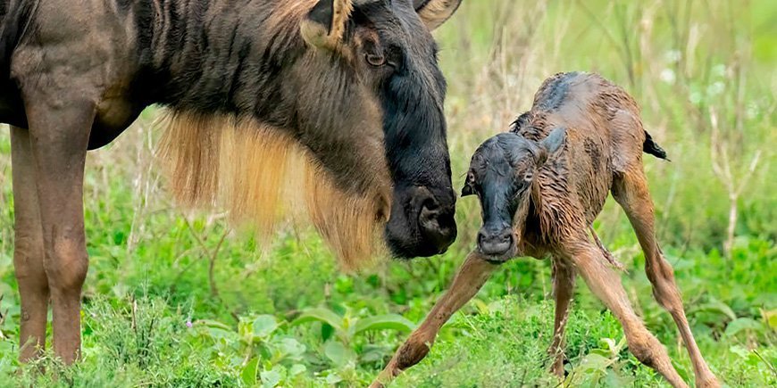 Gnuer och nyfödd kalv i Serengeti, Tanzania
