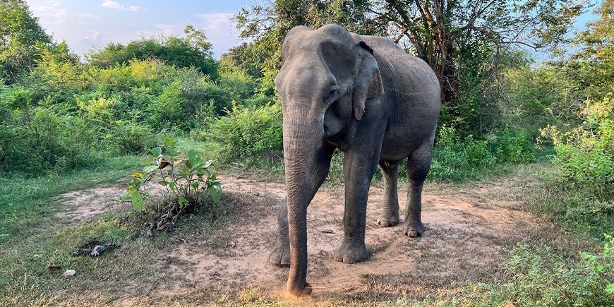 Elefant i Udawalawe nationalpark i Sri Lanka