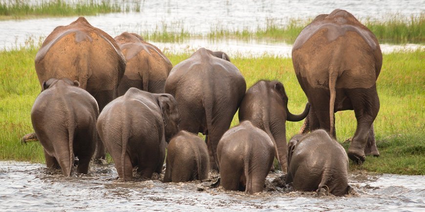 Grupp av elefanter i Minneriya nationalpark i Sri Lanka