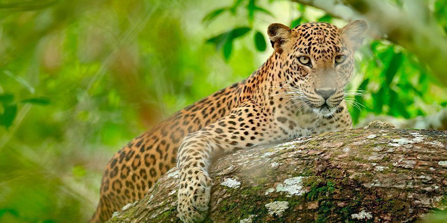 opard kikar genom buskarna i Yala National Park i Sri Lanka