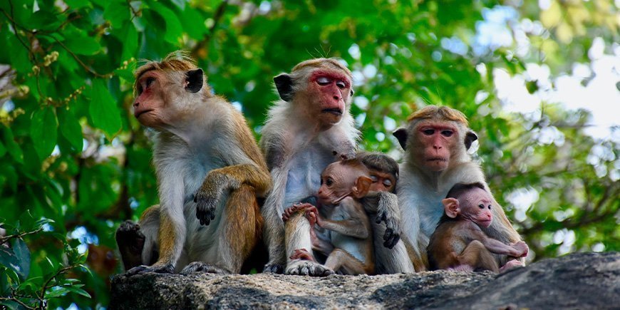 Makaka apor i Sri Lanka