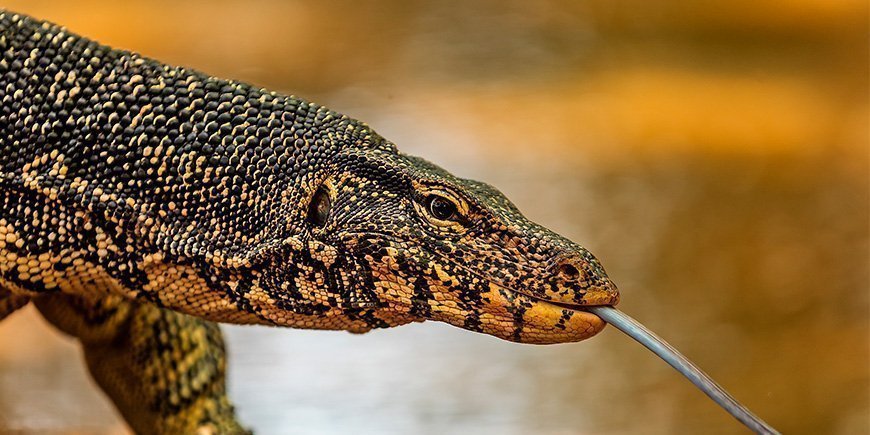 Varan i Sri Lanka