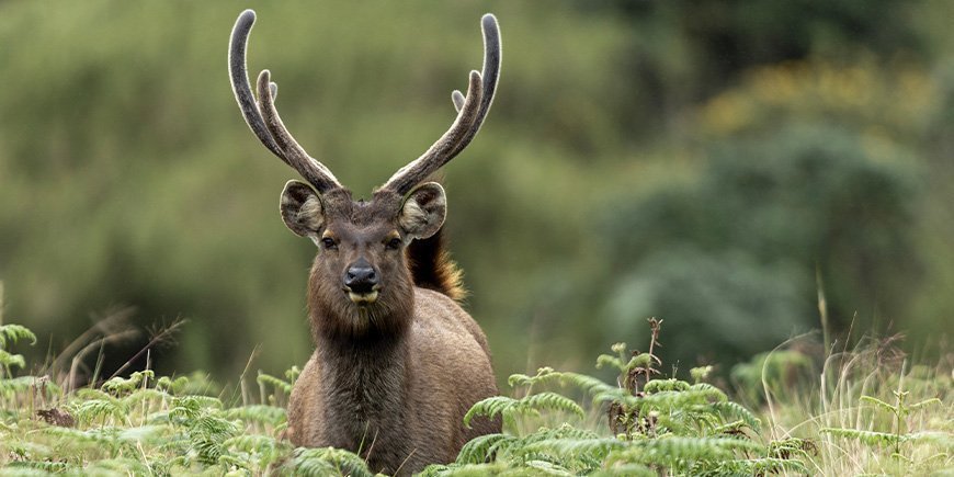 Sambarhjort i Horton Plains i Sri Lanka