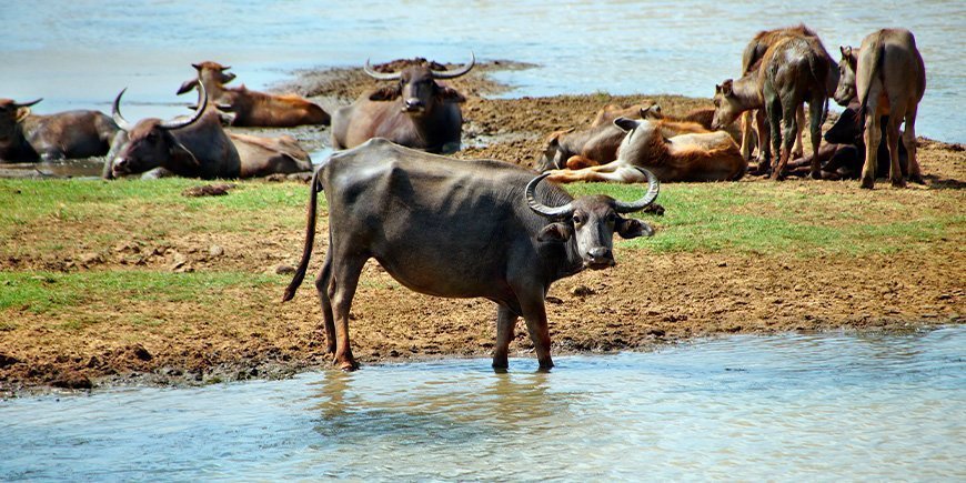 En grupp vattenbufflar i Sri Lanka