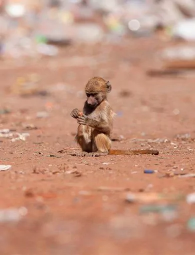 Ele-Collection, Victoriafallen, Zimbabwe