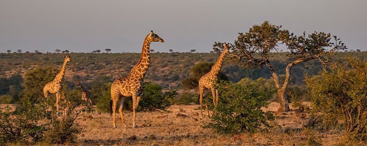 Giraffer i Kruger National Park i Sydafrika