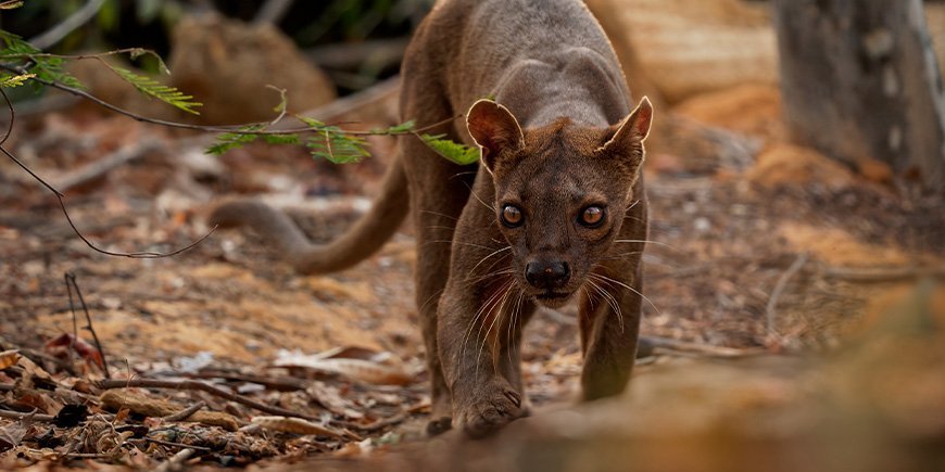 Fossa tittar in i kameran på Madagaskar