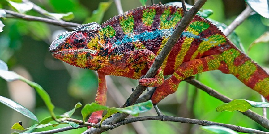 Färgglad panterkameleont på Madagaskar
