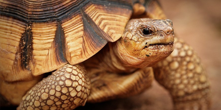Närbild av sporrsköldpadda på Madagaskar