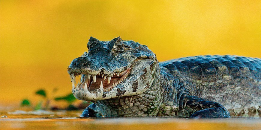 Kaiman i Pantanal i Brasilien