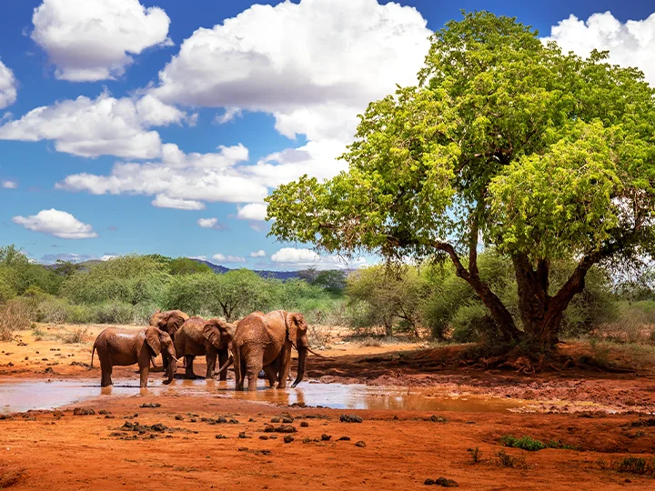 Solsemester i Malindi & safari i Tsavo East Nationalpark