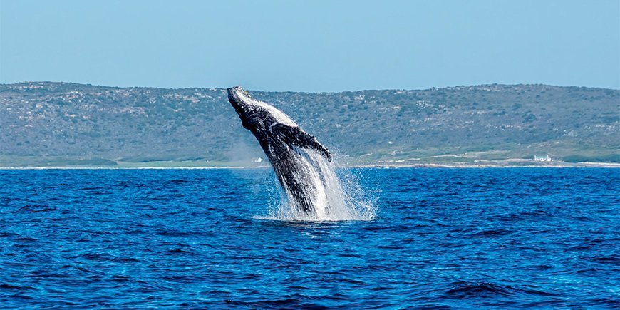 Knölval hoppar upp ur vattnet vid Cape Point i Sydafrika